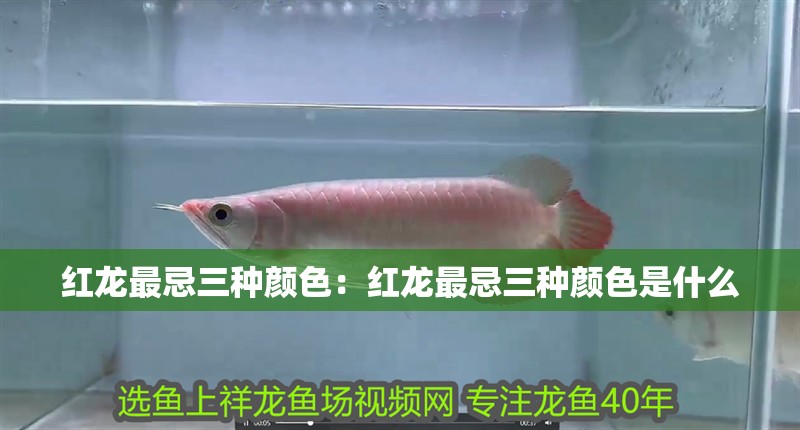 紅龍最忌三種顏色：紅龍最忌三種顏色是什么