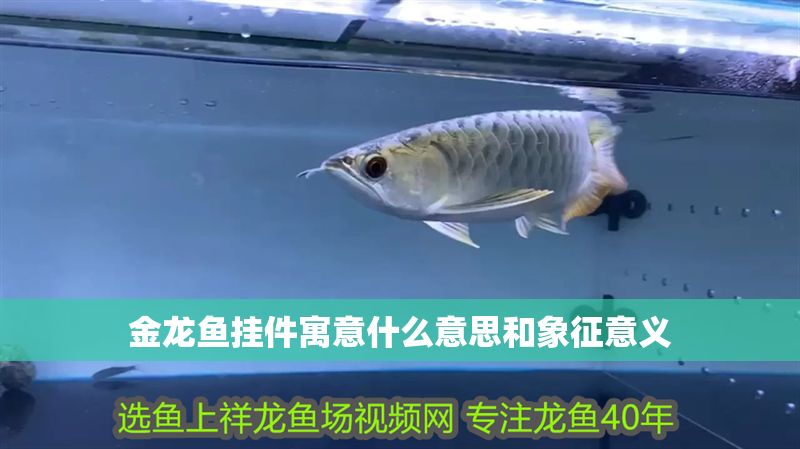 金龍魚掛件寓意什么意思和象征意義