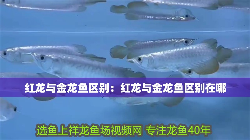 紅龍與金龍魚區別：紅龍與金龍魚區別在哪