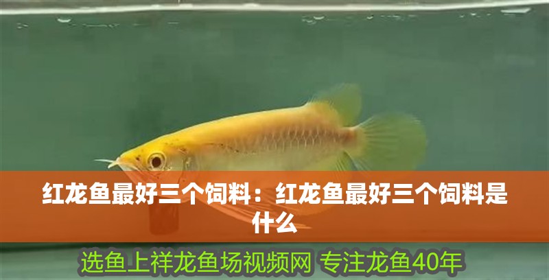 紅龍魚最好三個飼料：紅龍魚最好三個飼料是什么