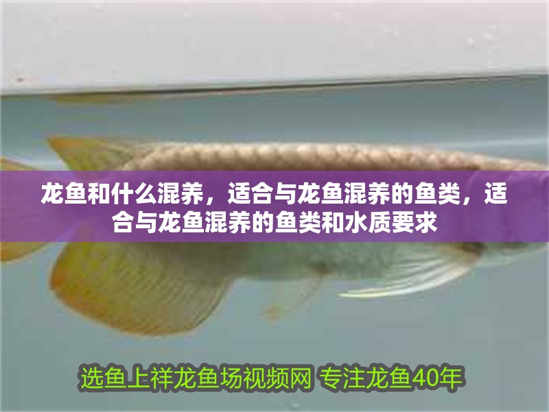 龍魚和什么混養，適合與龍魚混養的魚類，適合與龍魚混養的魚類和水質要求