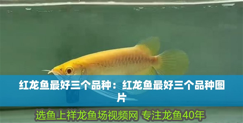 紅龍魚最好三個品種：紅龍魚最好三個品種圖片