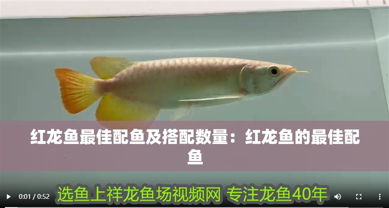 紅龍魚最佳配魚及搭配數量：紅龍魚的最佳配魚 紅龍魚最佳配魚及搭配數量：紅龍魚的最佳配魚 龍魚百科 第2張