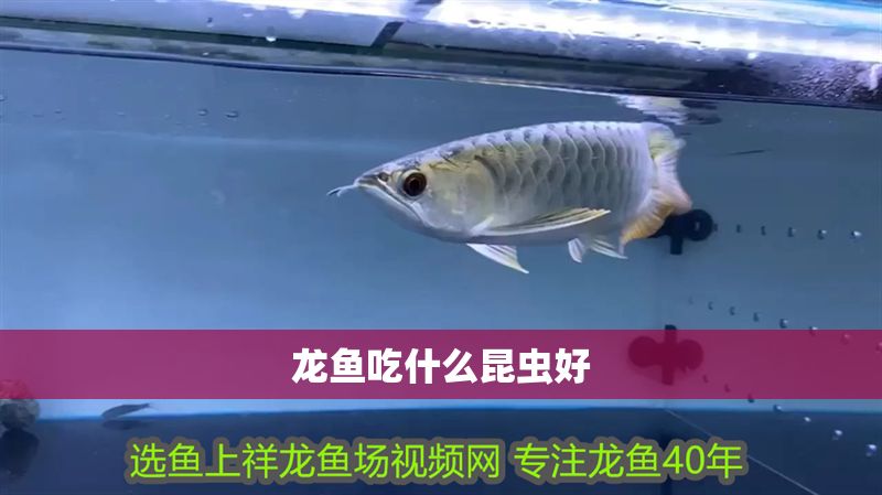 龍魚吃什么昆蟲好 龍魚吃什么昆蟲好 龍魚百科 第2張