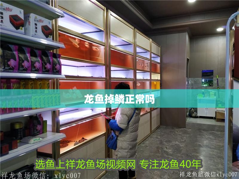 龍魚掉鱗正常嗎