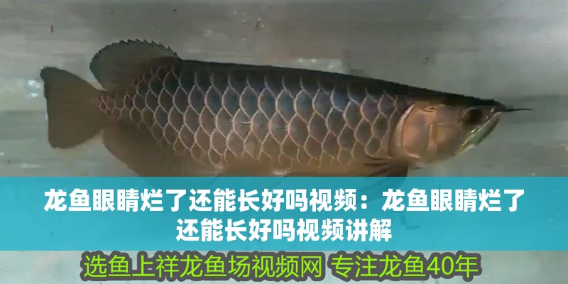 龍魚眼睛爛了還能長好嗎視頻：龍魚眼睛爛了還能長好嗎視頻講解
