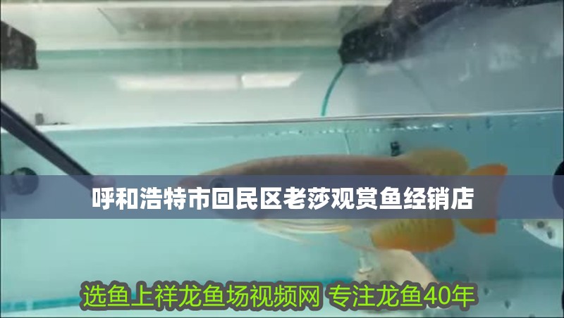 呼和浩特市回民區老莎觀賞魚經銷店