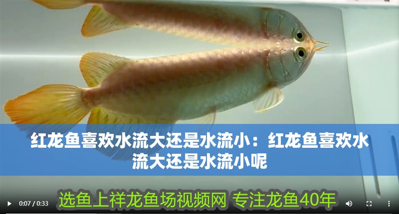 紅龍魚喜歡水流大還是水流小：紅龍魚喜歡水流大還是水流小呢
