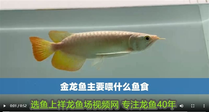 金龍魚主要喂什么魚食 金龍魚主要喂什么魚食 龍魚百科 第2張