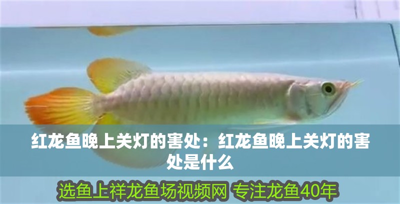 紅龍魚晚上關燈的害處：紅龍魚晚上關燈的害處是什么 紅龍魚晚上關燈的害處：紅龍魚晚上關燈的害處是什么 龍魚百科 第1張