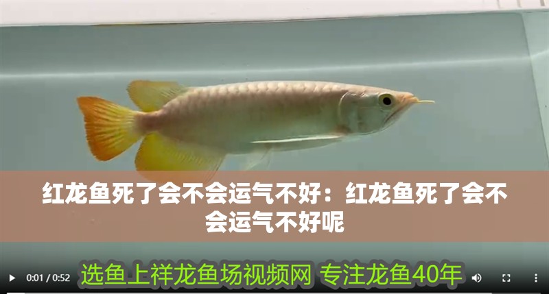 紅龍魚死了會不會運氣不好:紅龍魚死了會不會運氣不好呢 龍魚百科 第2張 紅龍魚死了會不會運氣不好:紅龍魚死了會不會運氣不好呢 紅龍魚死了會不會運氣不好:紅龍魚死了會不會運氣不好呢 龍魚百科 第2張