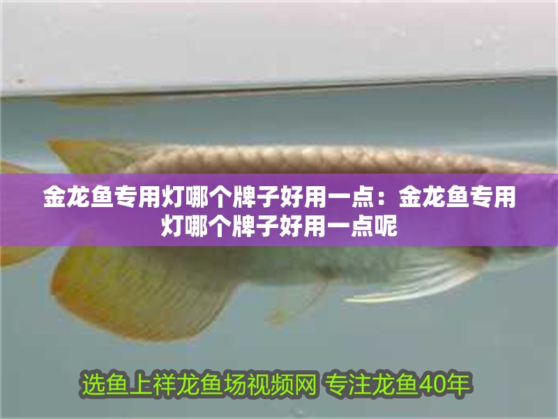 金龍魚專用燈哪個牌子好用一點:金龍魚專用燈哪個牌子好用一點呢 水族問答 金龍魚專用燈哪個牌子好用一點:金龍魚專用燈哪個牌子好用一點呢 金龍魚專用燈哪個牌子好用一點:金龍魚專用燈哪個牌子好用一點呢 水族問答