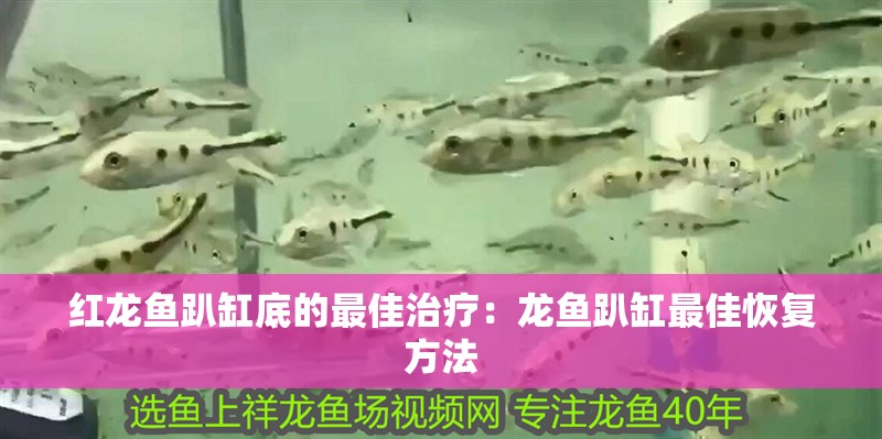 紅龍魚趴缸底的最佳治療：龍魚趴缸最佳恢復方法