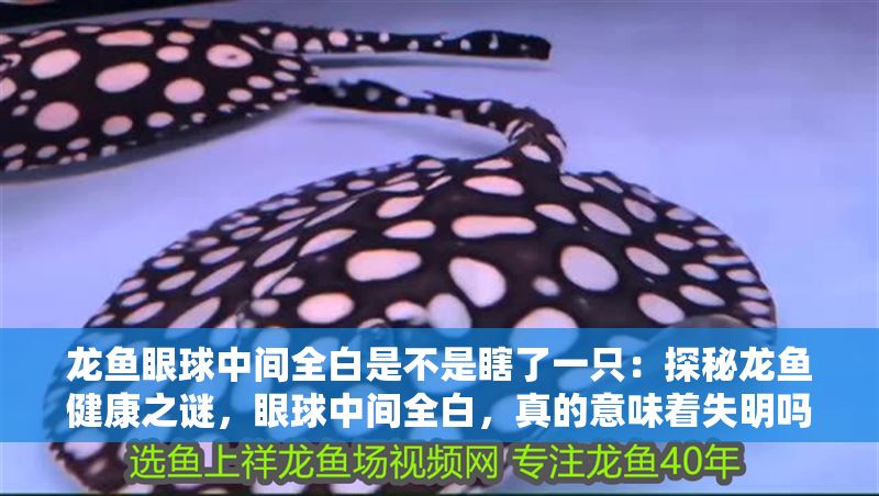 龍魚眼球中間全白是不是瞎了一只：探秘龍魚健康之謎，眼球中間全白，真的意味著失明嗎？ 龍魚眼球中間全白是不是瞎了一只：探秘龍魚健康之謎，眼球中間全白，真的意味著失明嗎？ 龍魚百科 第1張