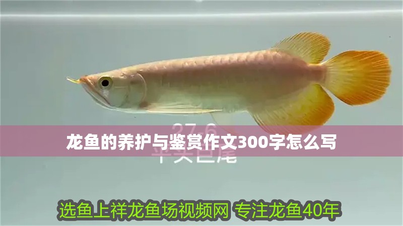 龍魚的養(yǎng)護與鑒賞作文300字怎么寫