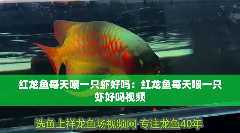 紅龍魚每天喂一只蝦好嗎：紅龍魚每天喂一只蝦好嗎視頻