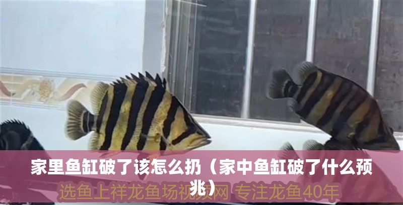 家里魚缸破了該怎么扔（家中魚缸破了什么預(yù)兆）