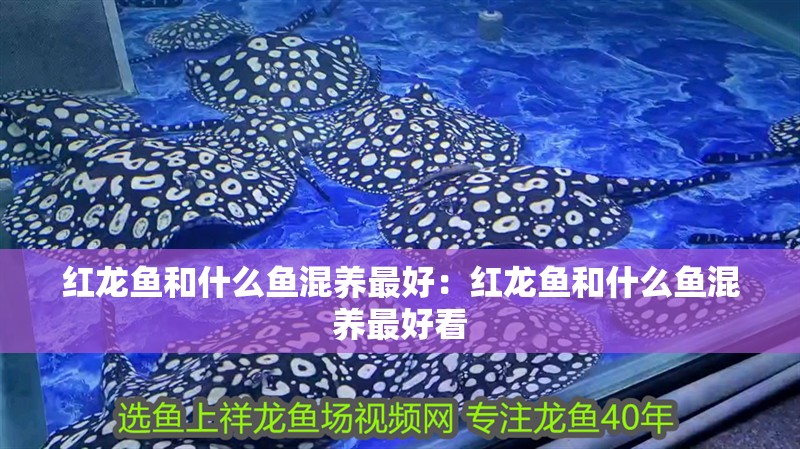 紅龍魚和什么魚混養最好：紅龍魚和什么魚混養最好看