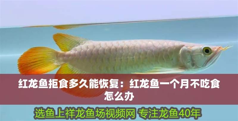 紅龍魚拒食多久能恢復：紅龍魚一個月不吃食怎么辦 紅龍魚拒食多久能恢復：紅龍魚一個月不吃食怎么辦 龍魚百科 第1張