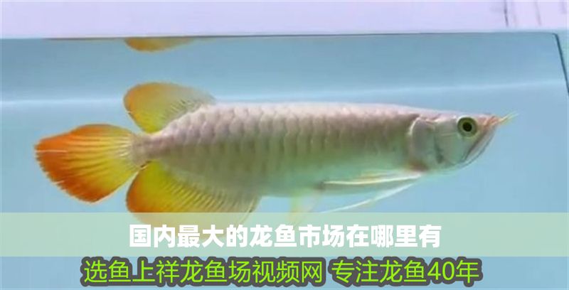 國(guó)內(nèi)最大的龍魚市場(chǎng)在哪里有