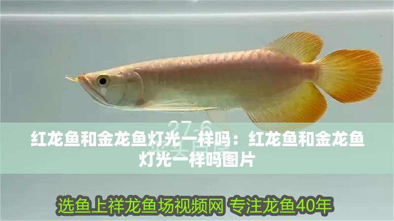 紅龍魚和金龍魚燈光一樣嗎：紅龍魚和金龍魚燈光一樣嗎圖片 紅龍魚和金龍魚燈光一樣嗎：紅龍魚和金龍魚燈光一樣嗎圖片 龍魚百科 第2張