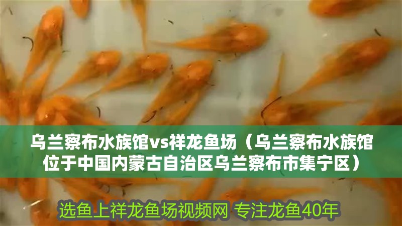 烏蘭察布水族館vs祥龍魚場（烏蘭察布水族館位于中國內蒙古自治區烏蘭察布市集寧區）