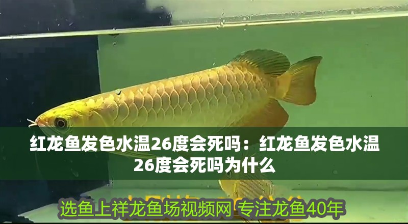 紅龍魚發(fā)色水溫26度會死嗎：紅龍魚發(fā)色水溫26度會死嗎為什么 紅龍魚發(fā)色水溫26度會死嗎：紅龍魚發(fā)色水溫26度會死嗎為什么 龍魚百科 第2張