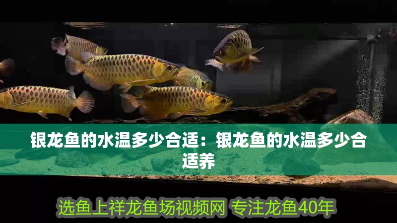 銀龍魚的水溫多少合適：銀龍魚的水溫多少合適養 銀龍魚的水溫多少合適：銀龍魚的水溫多少合適養 水族問答