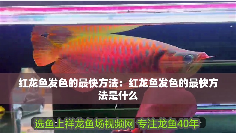 紅龍魚發(fā)色的最快方法：紅龍魚發(fā)色的最快方法是什么 紅龍魚發(fā)色的最快方法：紅龍魚發(fā)色的最快方法是什么 龍魚百科 第2張