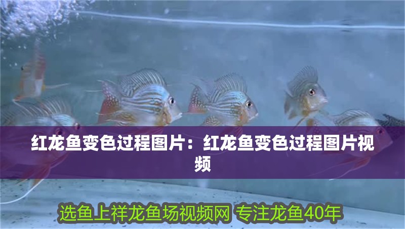 紅龍魚變色過程圖片：紅龍魚變色過程圖片視頻