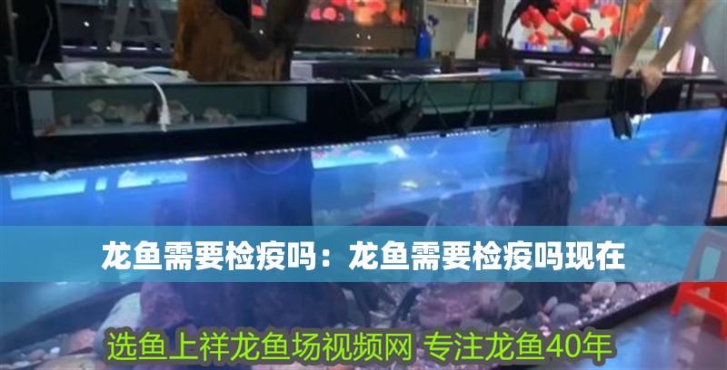 龍魚需要檢疫嗎：龍魚需要檢疫嗎現在 龍魚需要檢疫嗎：龍魚需要檢疫嗎現在 水族問答