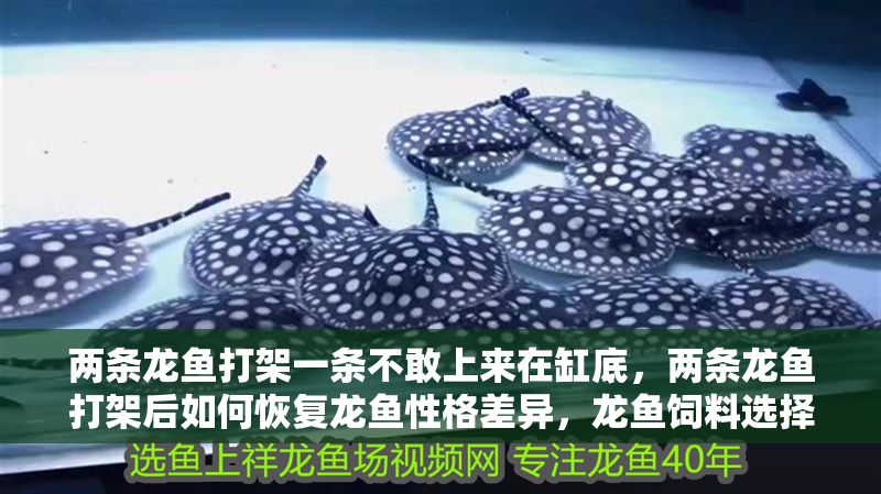 兩條龍魚打架一條不敢上來在缸底，兩條龍魚打架后如何恢復(fù)龍魚性格差異，龍魚飼料選擇指南