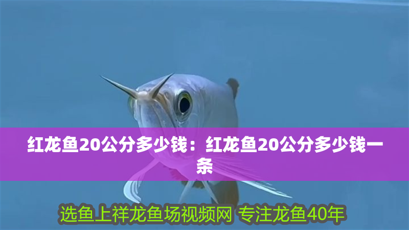 紅龍魚20公分多少錢：紅龍魚20公分多少錢一條