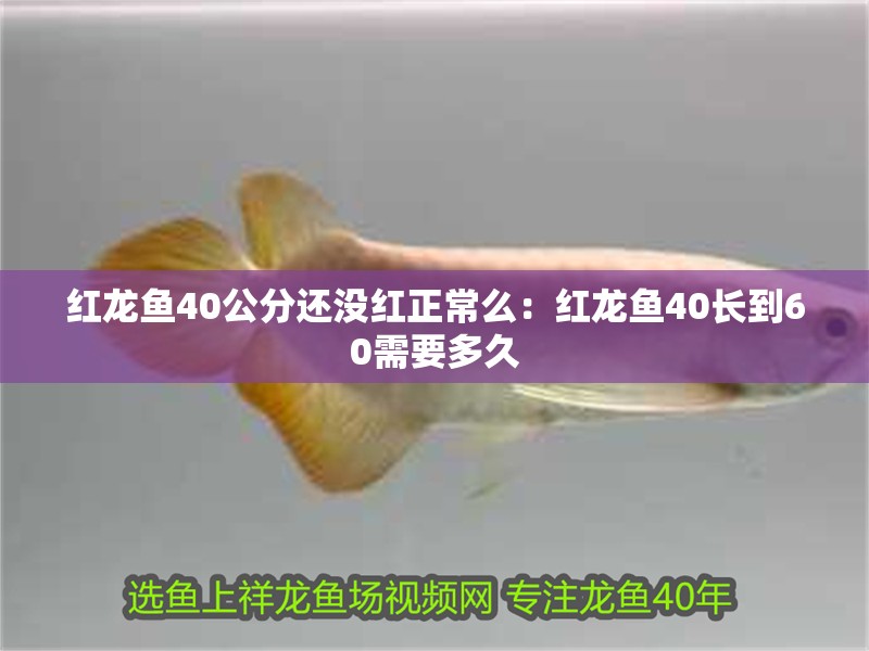 紅龍魚40公分還沒紅正常么：紅龍魚40長到60需要多久