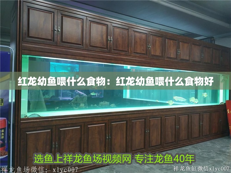 紅龍幼魚喂什么食物:紅龍幼魚喂什么食物好