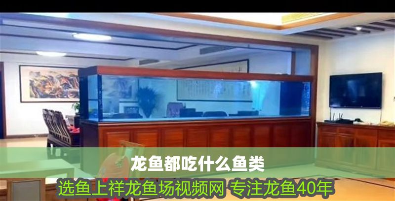 龍魚都吃什么魚類
