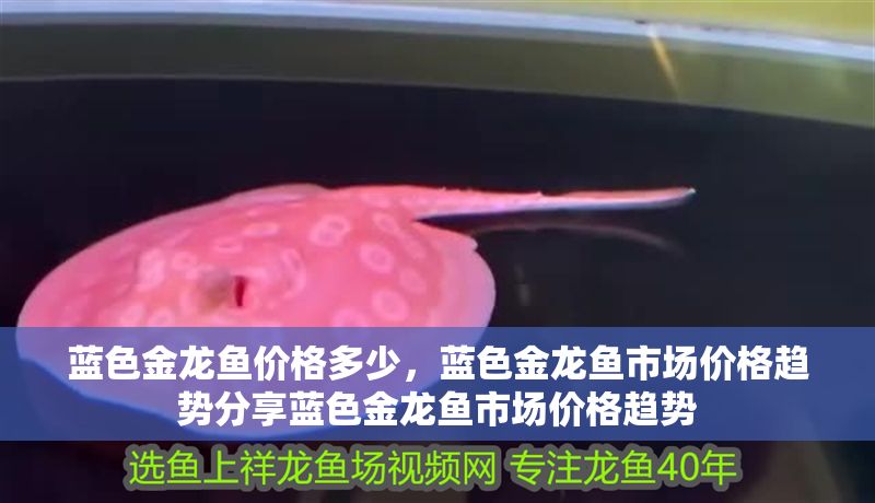 藍色金龍魚價格多少，藍色金龍魚市場價格趨勢分享藍色金龍魚市場價格趨勢