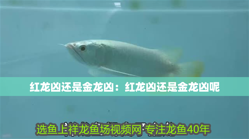 紅龍兇還是金龍兇：紅龍兇還是金龍兇呢