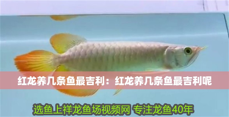 紅龍養(yǎng)幾條魚最吉利：紅龍養(yǎng)幾條魚最吉利呢