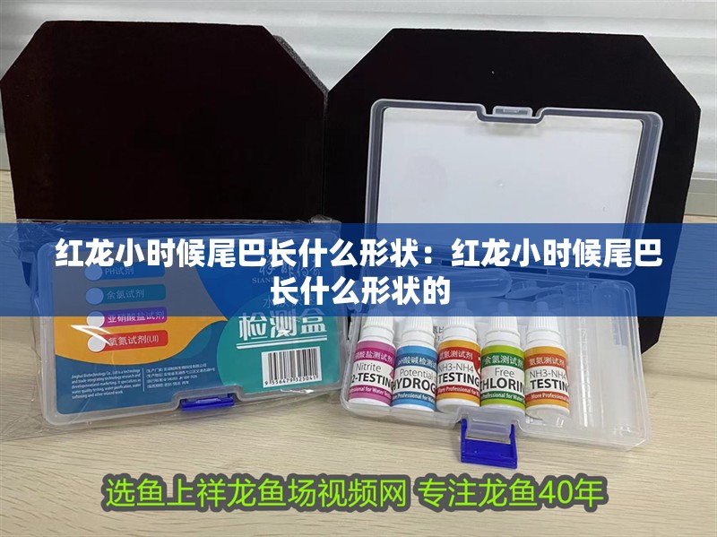 紅龍小時(shí)候尾巴長(zhǎng)什么形狀：紅龍小時(shí)候尾巴長(zhǎng)什么形狀的 紅龍小時(shí)候尾巴長(zhǎng)什么形狀：紅龍小時(shí)候尾巴長(zhǎng)什么形狀的 龍魚(yú)百科 第1張