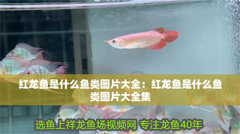 紅龍魚是什么魚類圖片大全：紅龍魚是什么魚類圖片大全集