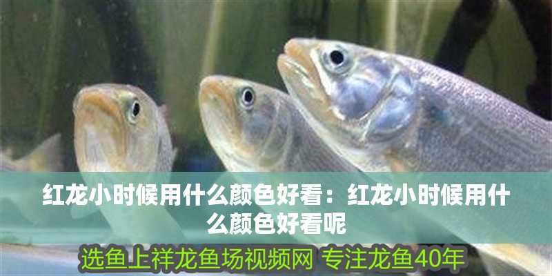 紅龍小時候用什么顏色好看：紅龍小時候用什么顏色好看呢
