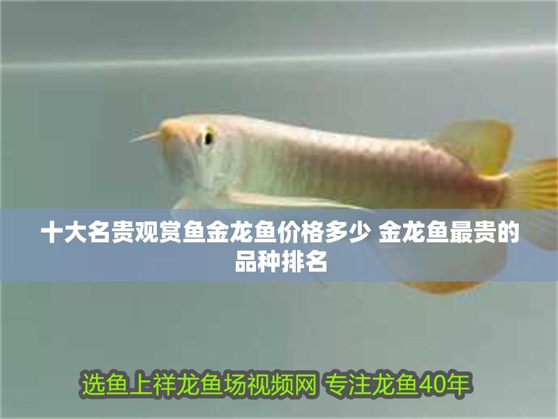十大名貴觀賞魚金龍魚價格多少 金龍魚最貴的品種排名