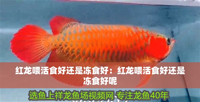 紅龍喂活食好還是凍食好：紅龍喂活食好還是凍食好呢