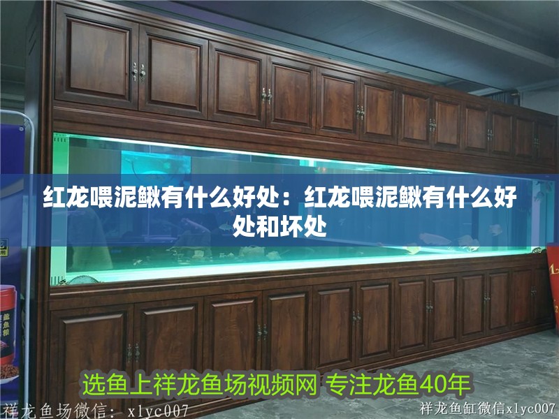 紅龍喂泥鰍有什么好處：紅龍喂泥鰍有什么好處和壞處