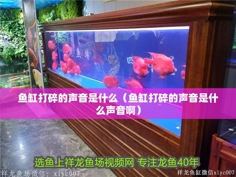 魚缸打碎的聲音是什么（魚缸打碎的聲音是什么聲音啊）