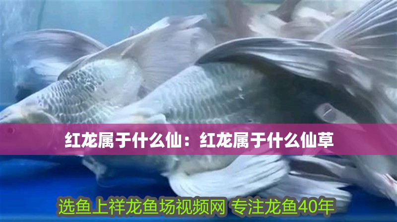 紅龍屬于什么仙：紅龍屬于什么仙草
