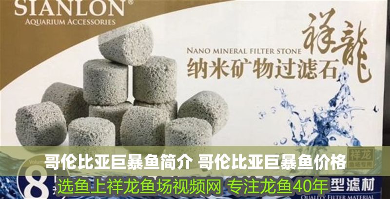 哥倫比亞巨暴魚簡介 哥倫比亞巨暴魚價格