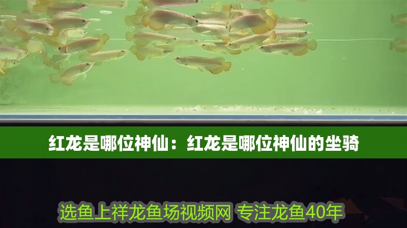 紅龍是哪位神仙：紅龍是哪位神仙的坐騎