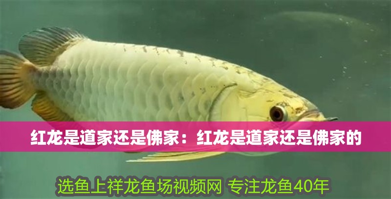 紅龍是道家還是佛家：紅龍是道家還是佛家的